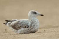 Larus argentatus