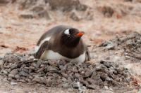 Antartica fauna