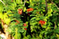 Australia  flora