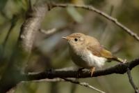 Phylloscopus bonelli