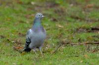 Columba livia domestica