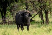 African buffalo