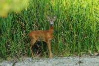 Roe deer