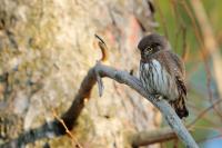 Glaucidium passerinum 