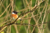 Saxicola rubicola