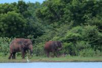 Sri Lankan elephant