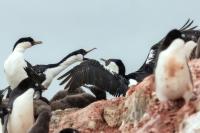 Phalacrocorax bransfieldensis