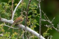 Emberiza cirlus