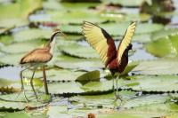 Jacana spinosa