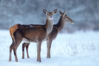 Red deer