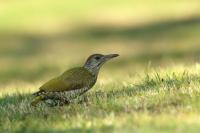 Picus viridis