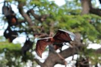 Indian flying fox