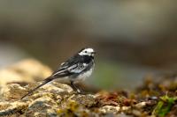 Motacilla alba