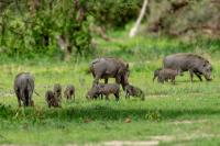 Common warthog