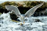 Nycticorax nycticorax