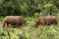 White rhinoceros