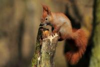 Red squirrel