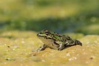 Cyprus FAUNA