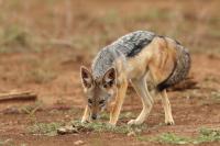 Black-backed jackal