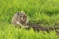 European hare