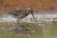 Calidris maritima