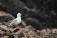 New Zealand -fauna