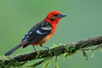 Costa Rica fauna