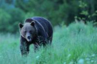 Brown bear