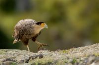 Caracara plancus