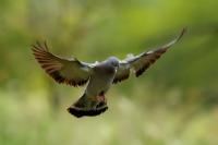 Columba oenas