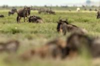 Blue wildebeest