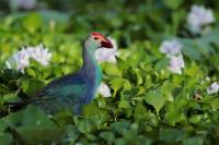 Sri Lanka FAUNA