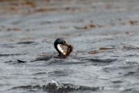 Phalacrocorax atriceps