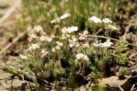 Mongolia flora