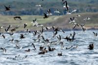 Larus dominicanus