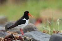 Haematopus ostralegus