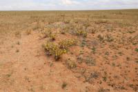 Gobi Desert