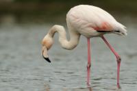 Phoenicopterus roseus