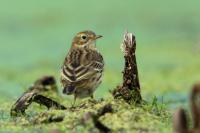 Anthus pratensis