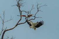 Haliaeetus leucogaster