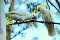 Cacatua galerita