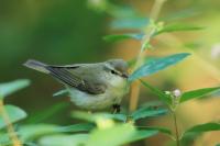 Phylloscopus trochiloides