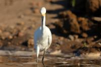 Egretta thula