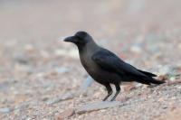 Corvus splendens