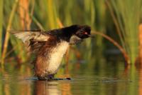 Podiceps nigricollis