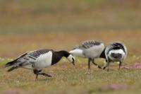 Branta leucopsis