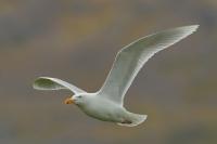 Larus hyperboreus