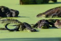 Wild water buffalo