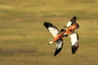 Mongolia fauna 