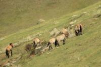 Przewalski's  Horse